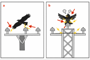 Bird electrocution on power line insulators